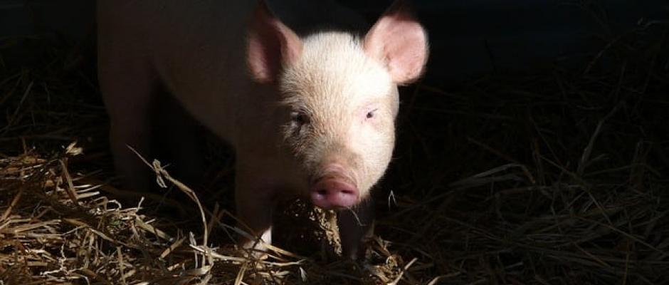 Pakt für mehr Tierwohl unterzeichnet