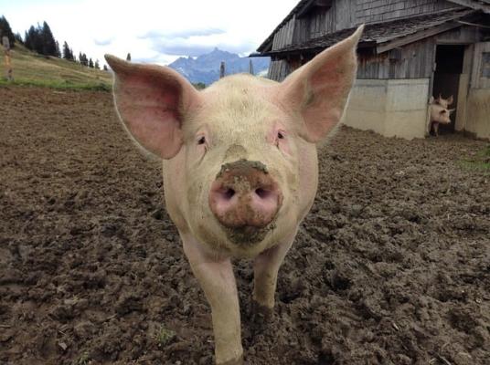 Ein glückliches Schwein, wird es davon in Zukunft noch viel mehr geben?