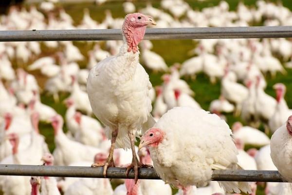 Zuviel ausländisches Putenfleisch am Teller und im Regal: Wer rupft hier wen?
