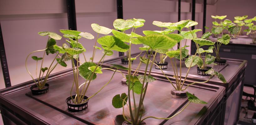 Wasabi-Pflanzen in Pflanzen-Testräumen von Phytoniq