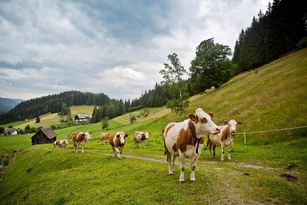 Reine Lungau Rinder