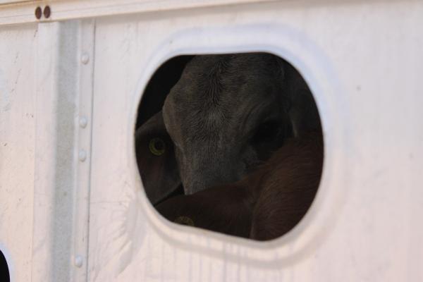 Tiertransporte auf dem Prüfstand