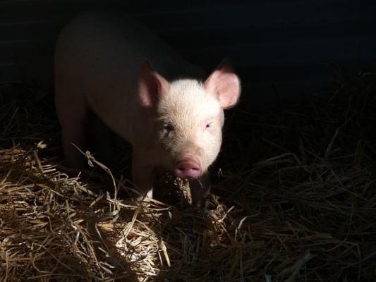 Pakt für mehr Tierwohl unterzeichnet