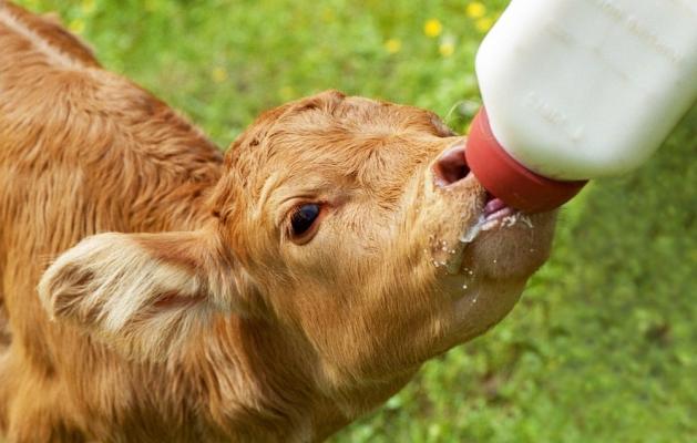 Berglandmilch: nur echte Milch für das Kalb