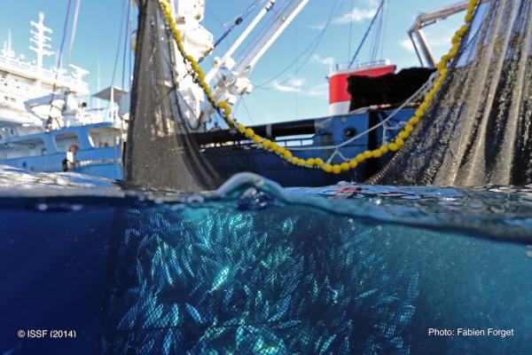 WWF und Rio Mare kooperieren weiter