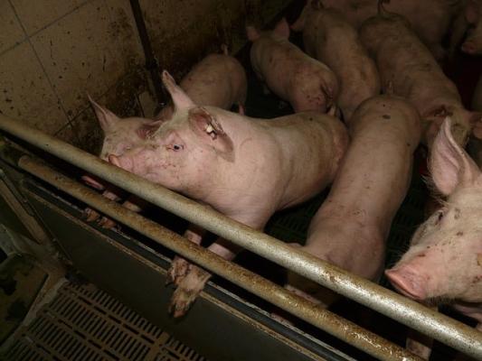 AMA-Gütesiegel: Alles Gute für das Schwein!