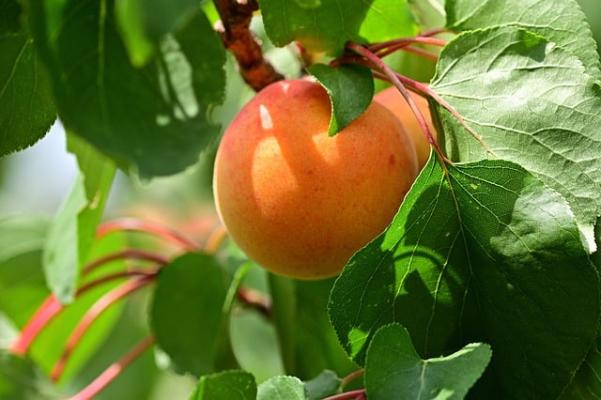 Spar bezieht heuer 130 Tonnen Marillen aus Siegendorf (Region Neusiedlersee) vom Vertragspartner Fairfruit.