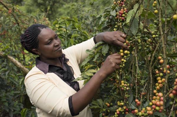 Nestlé startet mit Nescafé Plan 2030