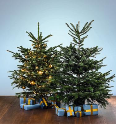 Hofer spendet 1 m² klimafitten Mischwald pro verkauften Christbaum