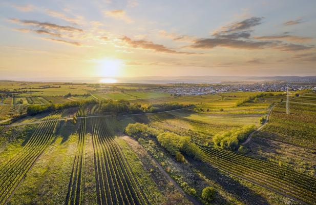 Weinbau im Gebiet Neusiedlersee