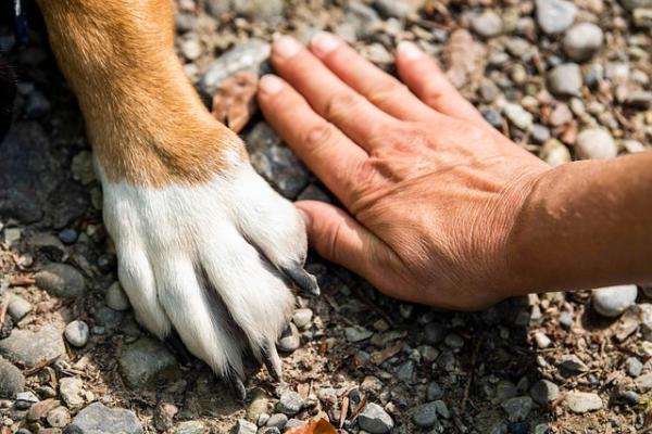 Erster österreichischer Haustierreport: Adoption im Aufwind