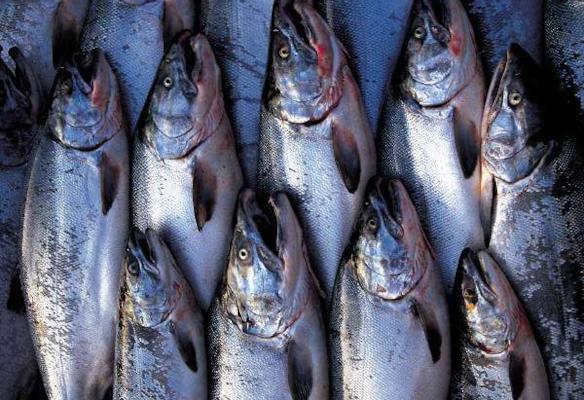 Fisch: Digitale Rückverfolgbarkeit ist jetzt Pflicht. GS1 Trace unterstützt dabei.