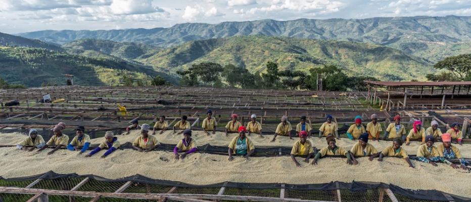 Fairtrade Kaffee unter Druck