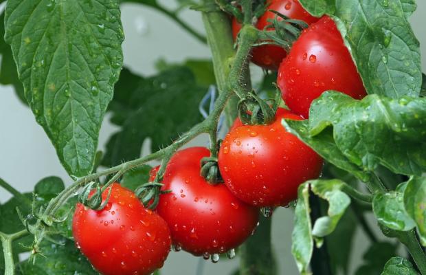 Obst und Gemüse: Erzeuger-Organisationen gegenüber Großhändlern weiter im Nachteil