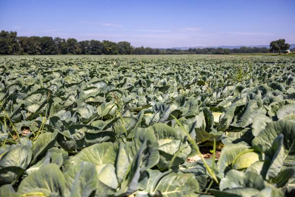 Auch in einem herausfordernden Erntejahr setzt efko auf heimische Rohwaren und sichert die geplanten Produktionsmengen.